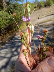 Symphyotrichum sericeum