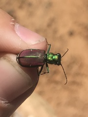 Cicindela splendida