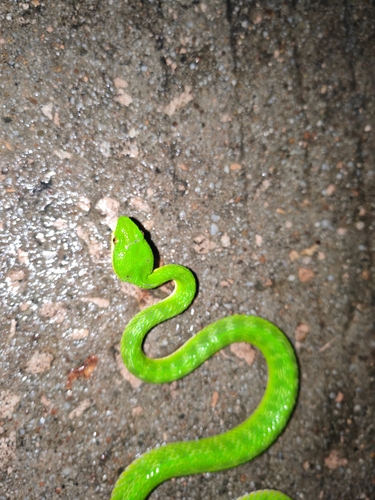 White-lipped Pit Viper