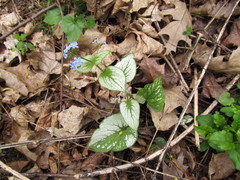Brunnera