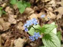 Brunnera