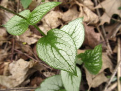 Brunnera
