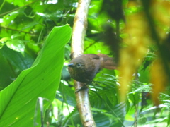 Thripadectes ignobilis