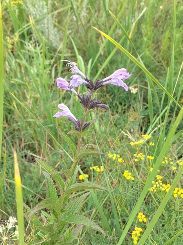 Siberian Catmint (Nepeta sibirica)