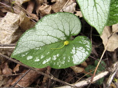 Brunnera