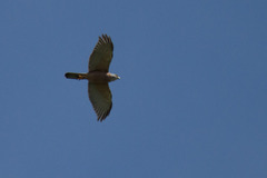 Accipiter rufitorques