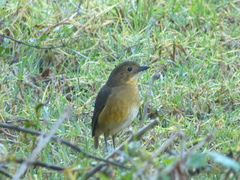 Grallaria quitensis