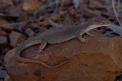 Storr's Monitor photo 1