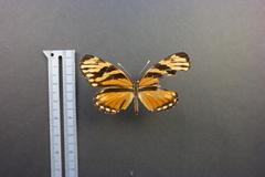 Eresia ithomioides alsina