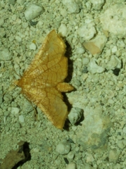 Hexeris enhydris