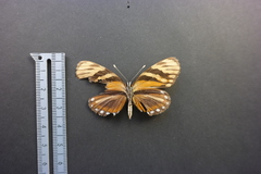 Eresia ithomioides alsina