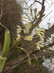 Epidendrum bracteolatum