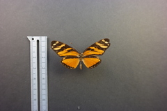 Eresia ithomioides alsina