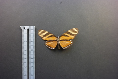 Eresia ithomioides alsina