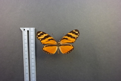 Eresia ithomioides alsina