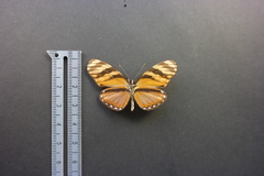Eresia ithomioides alsina
