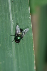 Neomyia viridescens