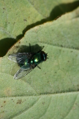 Neomyia viridescens