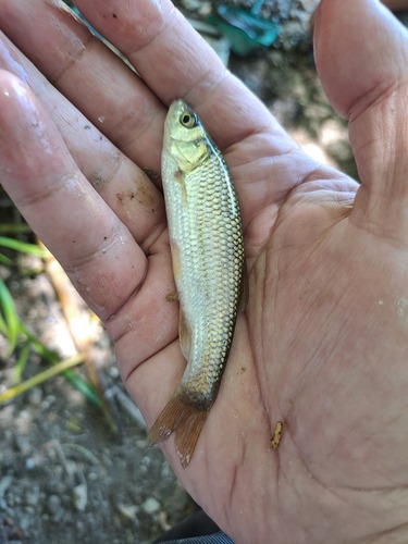 Iberian chub (Squalius pyrenaicus) — Cyprinidae — 2