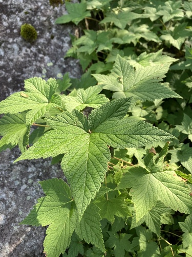Ribes japonicum iNat (3)