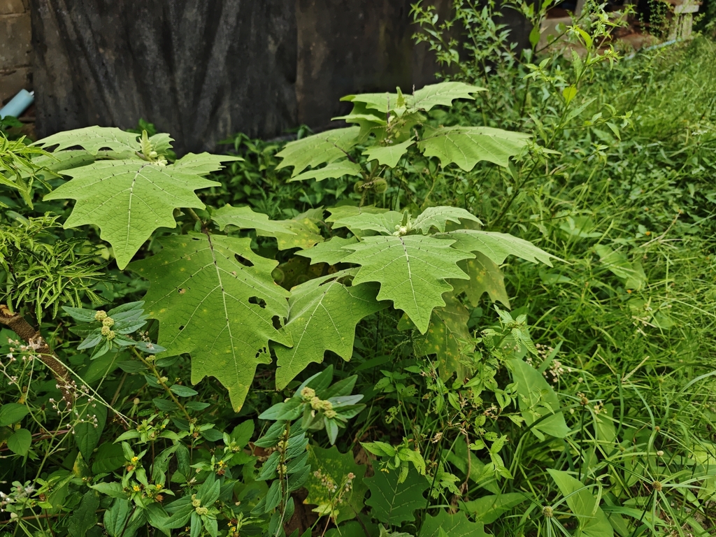 Solanum lasiocarpum; photograph (c) Sarka Masova, some rights reserved (CC BY)