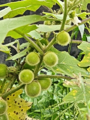 (c) Sarka Masova, some rights reserved (CC BY) Solanum lasiocarpum, photograph (c) Sarka Masova, some rights reserved (CC BY)