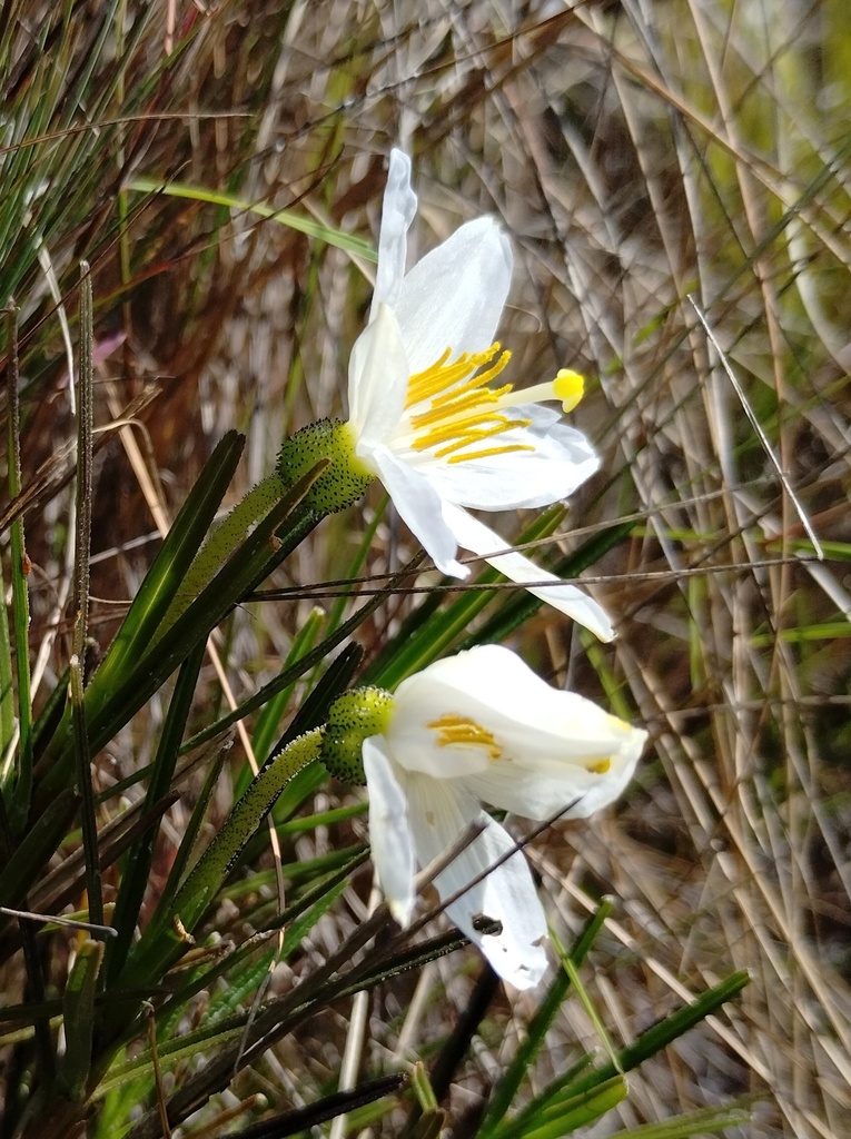 Vellozia epidendroides