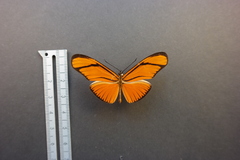 Eueides aliphera gracilis