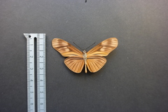 Eueides aliphera gracilis