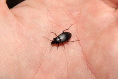 Calathus fuscipes graecus