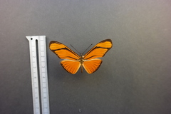 Eueides aliphera gracilis