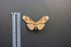 Eueides aliphera gracilis