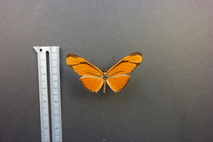 Eueides aliphera gracilis