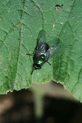 Neomyia viridescens