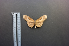 Eueides aliphera gracilis