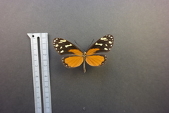 Napeogenes tolosa tolosa