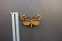 Napeogenes tolosa tolosa