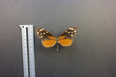 Napeogenes tolosa tolosa