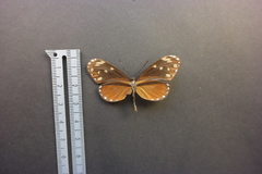 Napeogenes tolosa tolosa