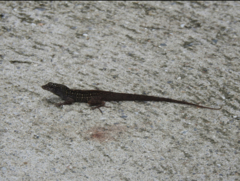 Anolis sagrei