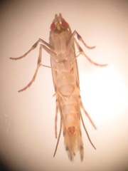 Gracillariinae