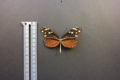 Napeogenes tolosa tolosa