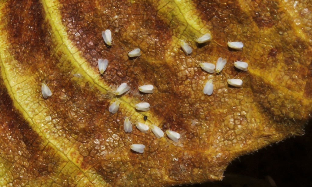Aleyrodes elevatus