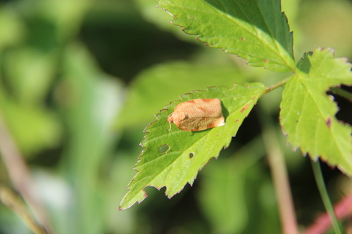 Obsolete-banded Leafroller Moth photo 2
