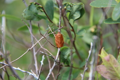 Choristoneura obsoletana