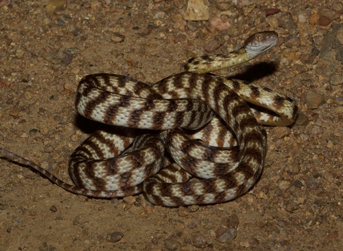 Brown Tree Snake sighting