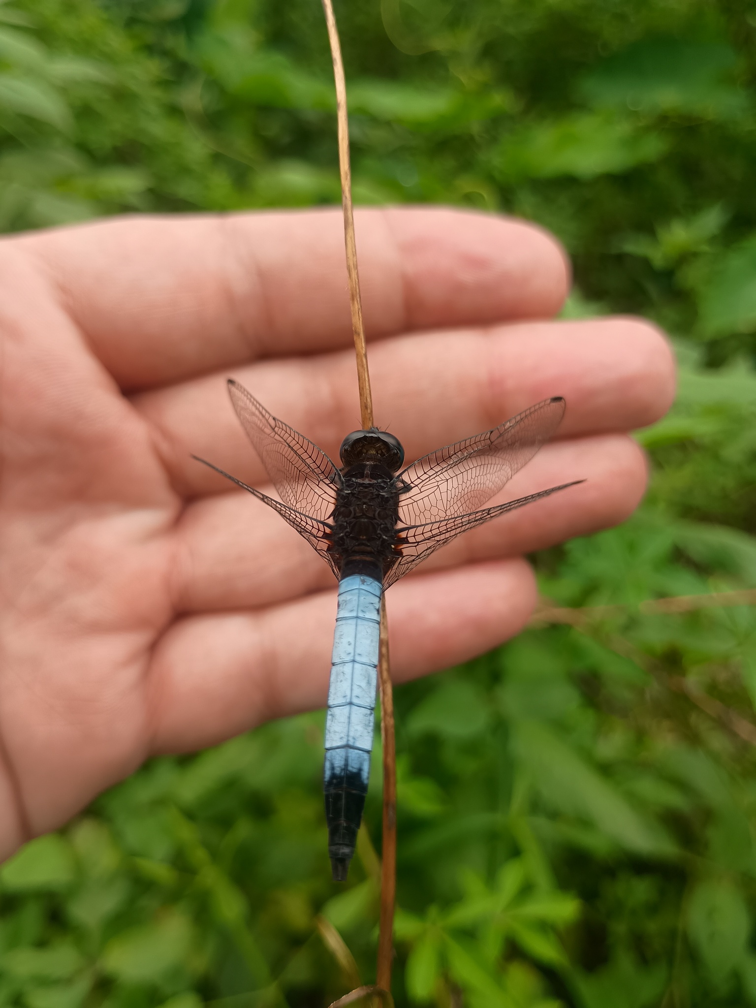 Blue-Tailed Forest Hawk