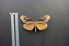 Dismorphia eunoe desine