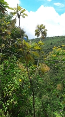 Bocconia frutescens