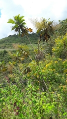 Bocconia frutescens